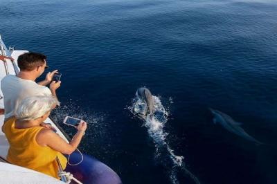 Dolphin watching 