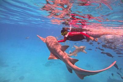 dolphin watching
