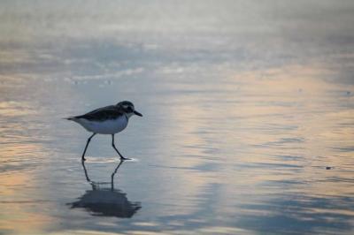 A bird enjoying the beach