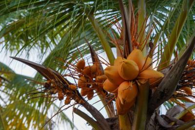 coconut plam