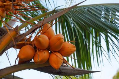 coconuts 
