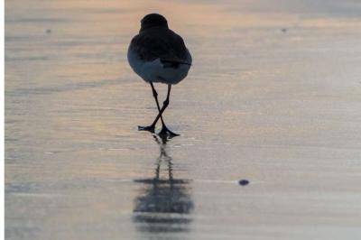 bird